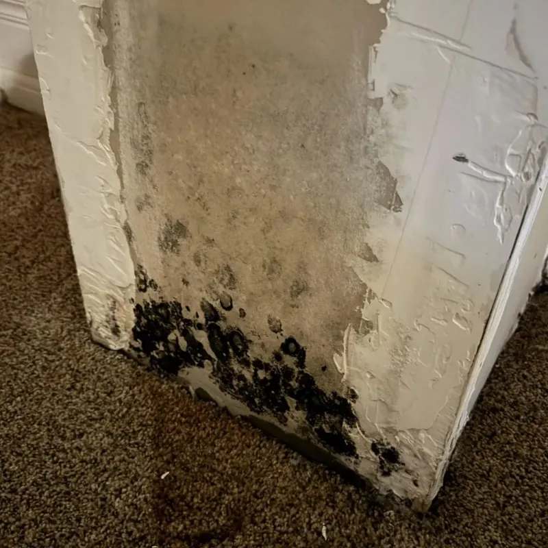 Professional Mold Removal in McLeansboro, IL